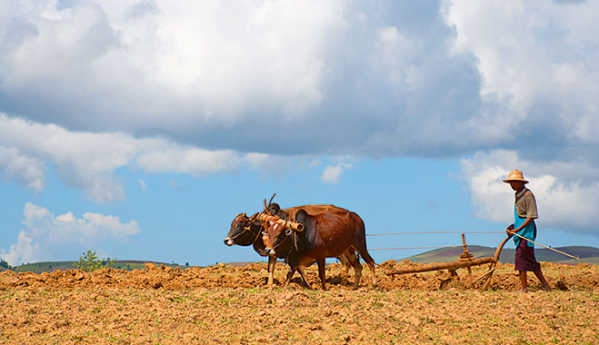 Farming Myanmar 