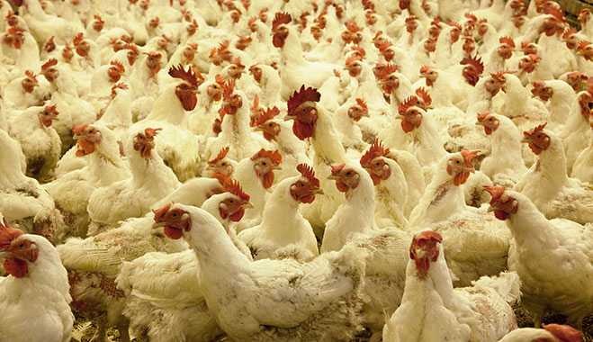 Chickens in a hatchery in Alabama. For the first time in decades, chicken sales have surpassed beef sales in the US
