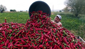 Farmer collects bell peppers in Donja Lokosnica