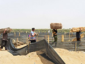 Workers at the Tarim Basin, China. Many are concerned that extracting shale gas at the site could be difficult, as it is largely without water supply