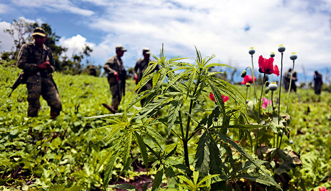 Mexican soldiers stand by poppy flowers and marijuana plants during an operation in Guerrero state, Mexico