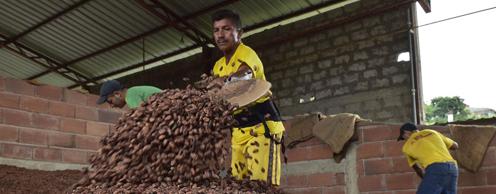 Cocoa farming in Ecuador. A growing appetite for confectionary products in emerging markets such as China and India has opened opportunities up in South America - which has all the right resources for mass cocoa production