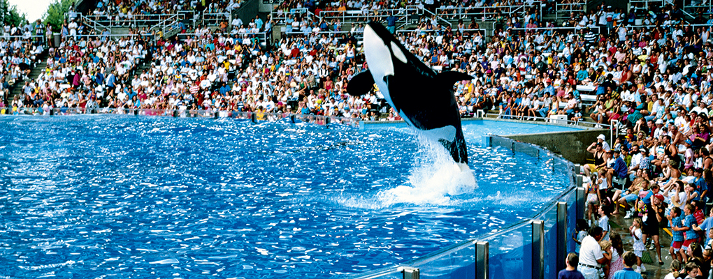 A killer whale show at SeaWorld, Orlando. The film Blackfish, which sheds light on the treatment of the company's animals, has adversely affected its reputation