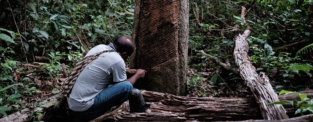A worker collects sap from a rubber tree in Brazil. Since its discovery centuries ago, the commodity has been one of the world's most valuable natural resources