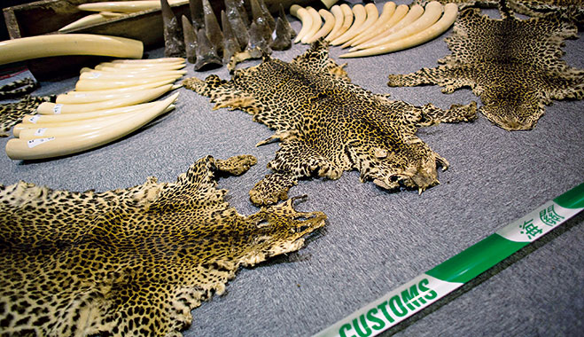 Ivory tusks, rhino horns and leopard skins seized by customs. One company believes they can counter the excessive demand for rhino horns by creating synthetic versions