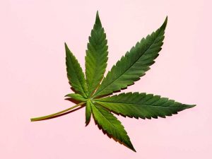 The US FDA's approval of Epidiolex marks the first time the body has approved a medication derived from marijuana