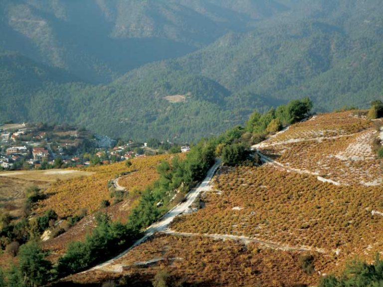 Makkas Winery reviving Cyprus’ fine wine traditions World Finance