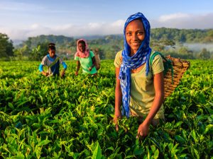 Workers plucking tea leaves on a plantation in Ethiopia. As of 2018, the country was the fastest growing in Africa, but attempts to diversify away from agriculture have caused public unrest