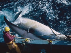 The devil and the deep blue sea – Japanese whaling brings surprising conservation benefits