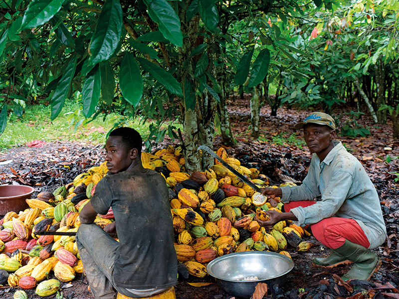Sweet nothings: what West Africa’s COPEC plan means for cocoa farmers