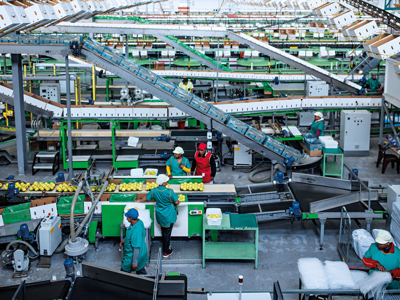 Workers at an apple factory in South Africa